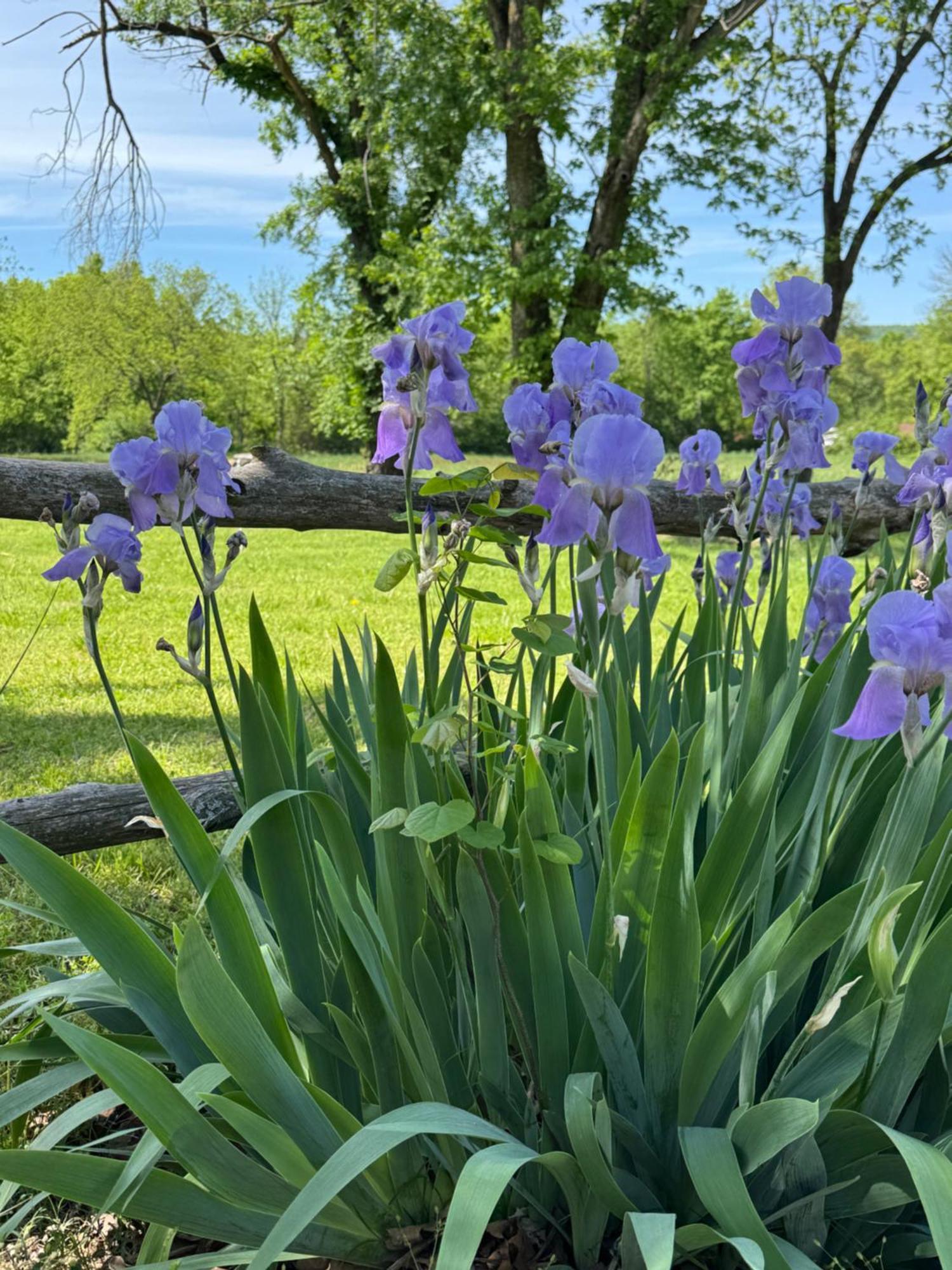 Ozark Country Inn マウンテンビュー エクステリア 写真